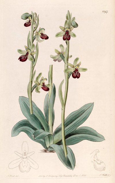 Illustration of Ophrys sphegodes by Jams  Watts